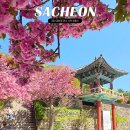 청룡사 | 경남 겹벚꽃 명소 사천 청룡사 겹벚꽃 실시간 개화현황 방문후기