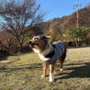 댄싱도그 이미지