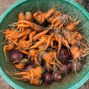 민주농장 이미지