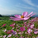 코스모스 이미지