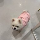 아이조아펫파크 서울점