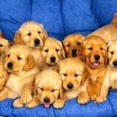 이쁜강아지 이미지