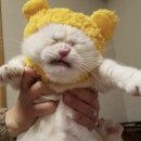 카밀로라자네리아 이미지