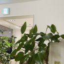MAIRIE카페메리 Daum카페