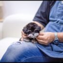 유앤미펫 강아지분양 고양이분양 용인점 이미지