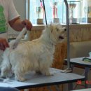 화이트그루밍 이미지