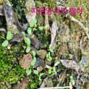 비당농장 | 친환경유기농 녹비작물 자운영 모습을 보이다