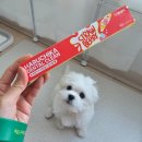 우리덴탈 | 하루치카 덴탈클린 딸기향 – 우리 댕댕이의 첫 치약 후기 🍓