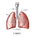 [산림치유지도사 2급] 인체생리학