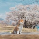 안녕댕댕이 이미지