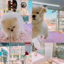 영민동물병원 이미지