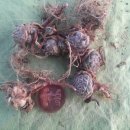 김종군농장 이미지