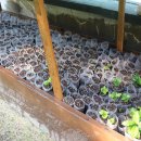 올드 트리 이미지