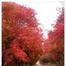 11월 5일(토) 단풍나무길 4km 산책 ( 천안 독립기념관 둘레길) 추천 이미지