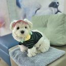 유동유치원 | [이용후기/해운대/송정] 멍구의 유치원 생활 @송정라메르시오