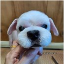 댕실 댕실 이미지