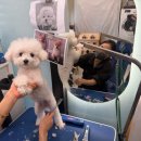 개르띠에 이미지