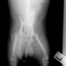 AVC 동물메디컬센터 | 슬개골탈구와 전십자인대 복원?{{AVC동물병원,메디컬센터}}