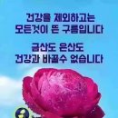 제238회 파골정모 공지 이미지