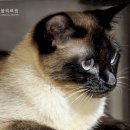 이개내고양이 이미지