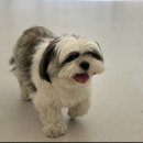 즐거운애견미용실 이미지