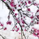 블러썸(BLOSSOM)