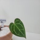 꽃식물갤러리