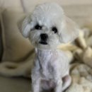 러브썸그루밍샵 이미지