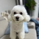 도그루밍 이미지