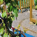 우리집 체리나무 미쳤어요 이미지