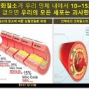 셀피아 Daum카페