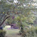 솔바람 들꽃향기 이미지