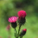 구미원룸투자물 From 제공 ■ 엉겅퀴(Milk Thistle) 의 효능 이미지