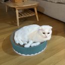 뽀야 | 🐱 뽀야의 최애템 발견! 고양이 원형 스크래쳐 후기🪵