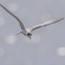 갈매기 이미지