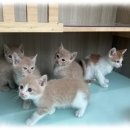 컴투펫 위탁보호센터 서울점 이미지