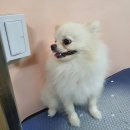 뷰티풀독 이미지