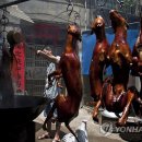 Fall in dog 이미지