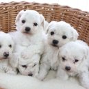 러브펫하우스 이미지