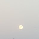 울산 태화강 십리대밭에서 본 슈퍼문(Super moon) 이미지