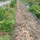 감자수확 이미지