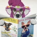 도그스타일 이미지