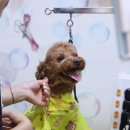 동산동물병원 이미지