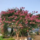 서산기쁨농장 이미지