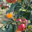 양구농장 이미지