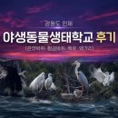 강원도 인제 야생동물생태학교 후기 (관코박쥐·황금박쥐·백로·왜가리)