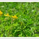 애기똥풀 이미지