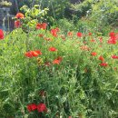 백선농장 이미지