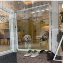 샤인몽스 이미지