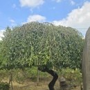 느릅나무가든 이미지